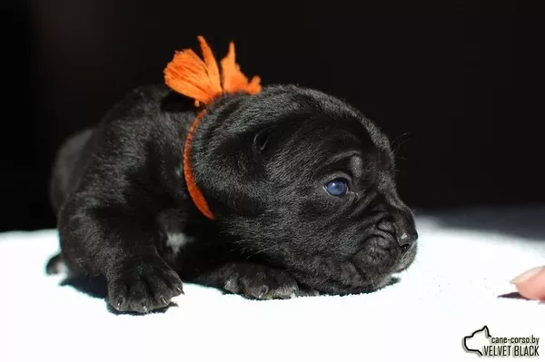 Щенки Кане Корсо от интернационального чемпиона 7