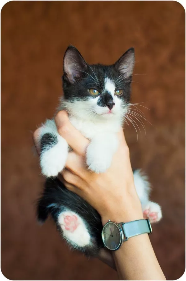 Красавец котенок в черно-белом смокинге 6 месяцев