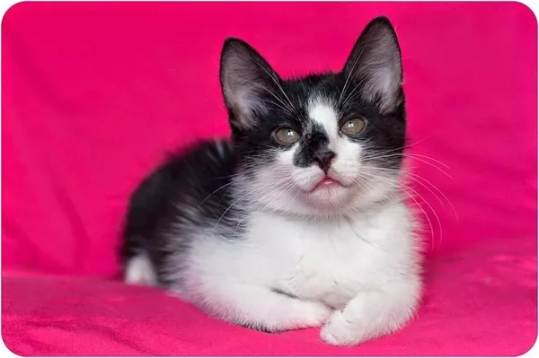 Красавец котенок в черно-белом смокинге 6 месяцев 2