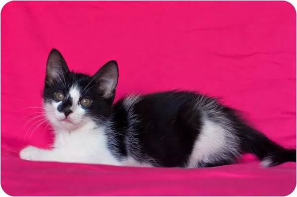 Красавец котенок в черно-белом смокинге 6 месяцев 3