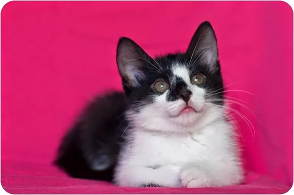 Красавец котенок в черно-белом смокинге 6 месяцев 4