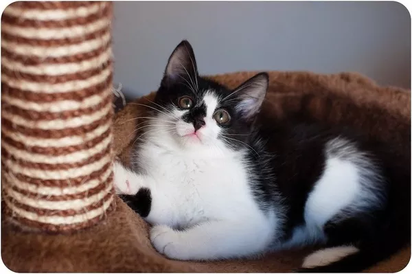 Красавец котенок в черно-белом смокинге 6 месяцев 5