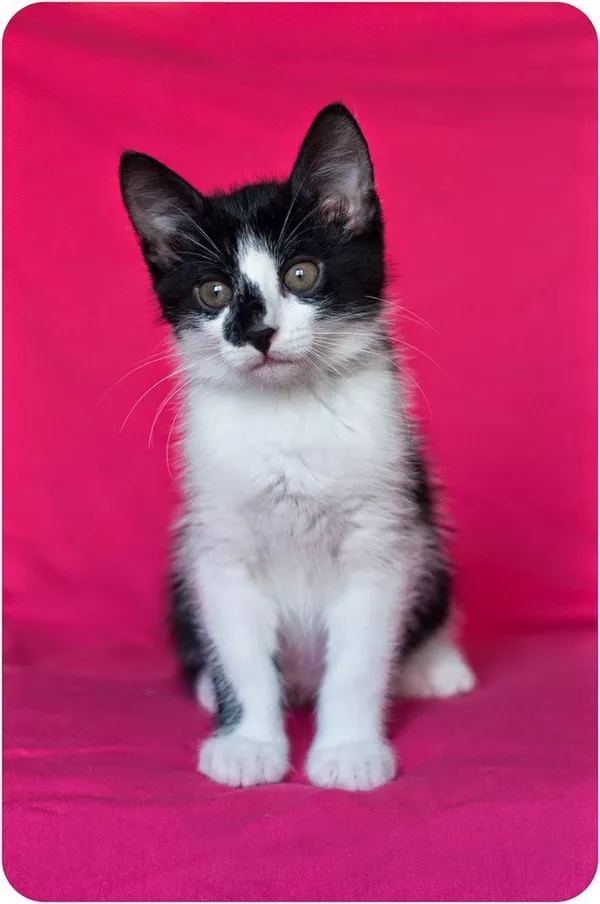 Красавец котенок в черно-белом смокинге 6 месяцев 8