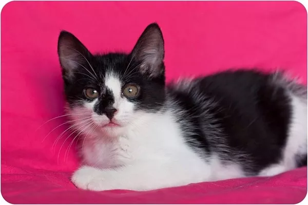 Красавец котенок в черно-белом смокинге 6 месяцев 9