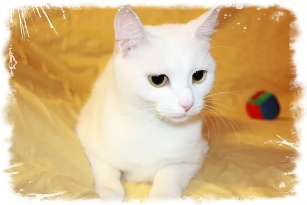 Алиса - белоснежная кошка выразительным взглядом