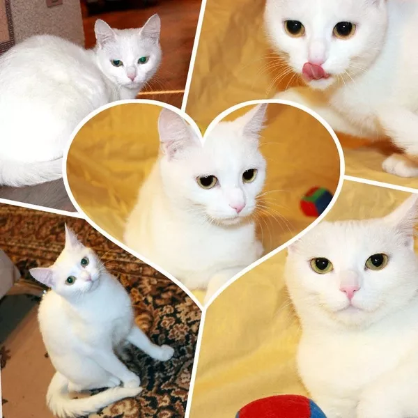 Алиса - белоснежная кошка выразительным взглядом 2