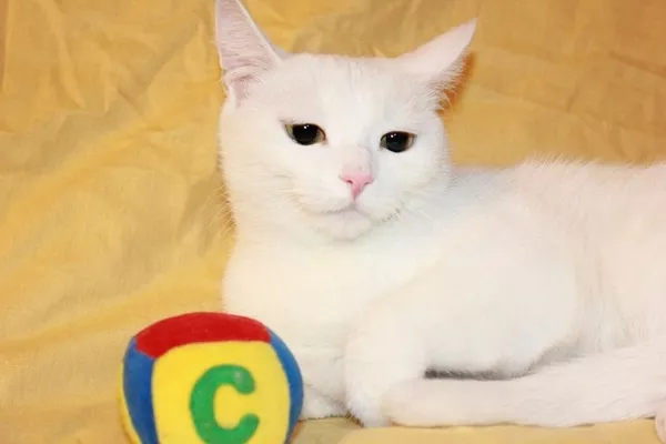Алиса - белоснежная кошка выразительным взглядом 4