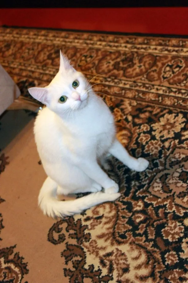 Алиса - белоснежная кошка выразительным взглядом 6