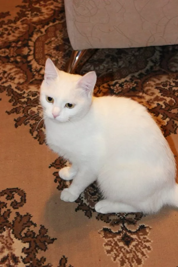 Алиса - белоснежная кошка выразительным взглядом 7
