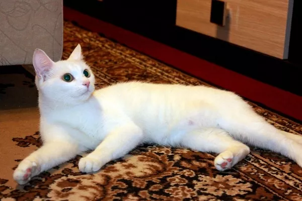 Алиса - белоснежная кошка выразительным взглядом 9