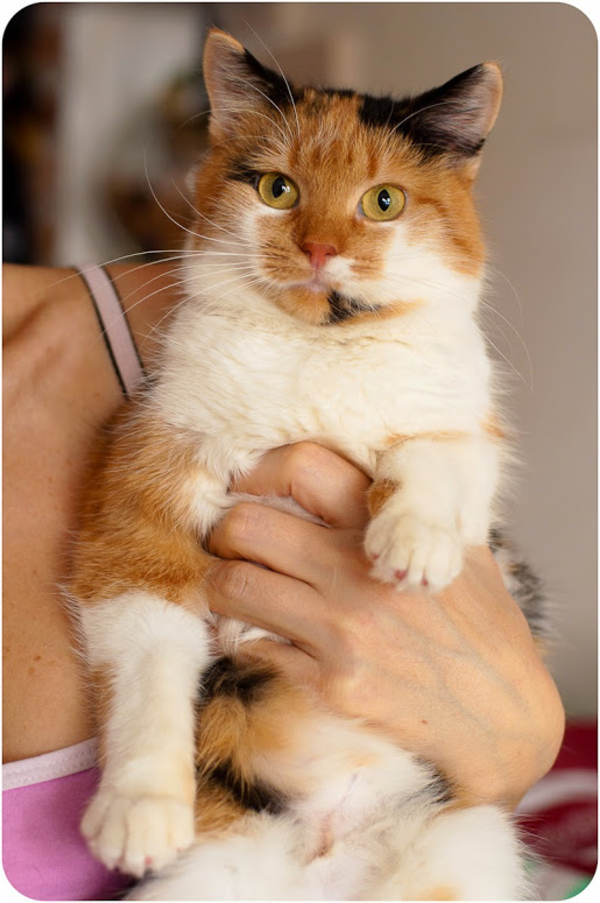 Мягкая нежная трехцветная красавица-кошка Марфуша 1, 5 года