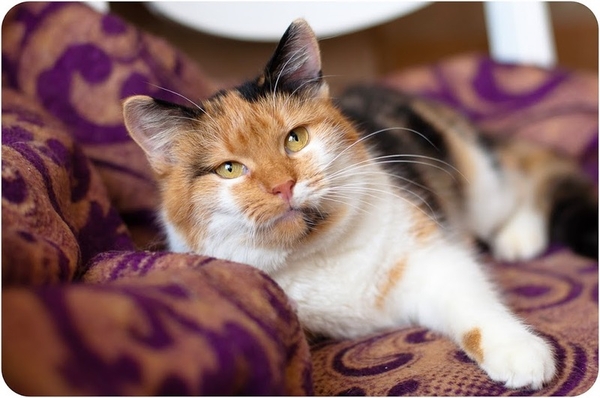 Мягкая нежная трехцветная красавица-кошка Марфуша 1, 5 года 2