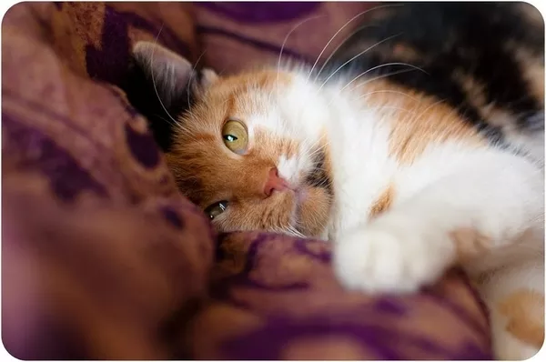 Мягкая нежная трехцветная красавица-кошка Марфуша 1, 5 года 3