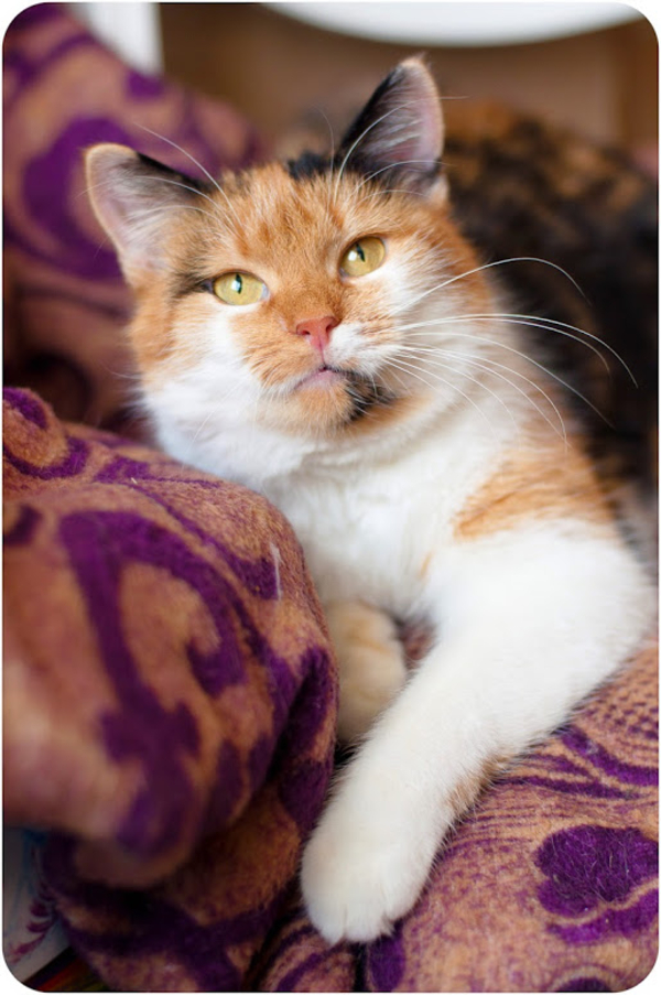 Мягкая нежная трехцветная красавица-кошка Марфуша 1, 5 года 4