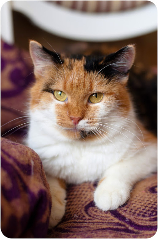 Мягкая нежная трехцветная красавица-кошка Марфуша 1, 5 года 5