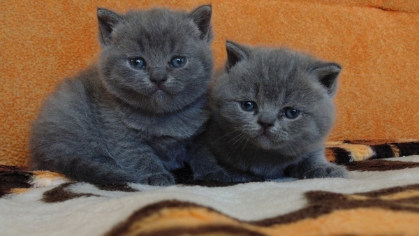 Продаются Британские короткошерстные котята,  мальчик и девочка. 2