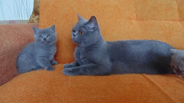 Британские короткошерстные котята. Родители с родословной. 4