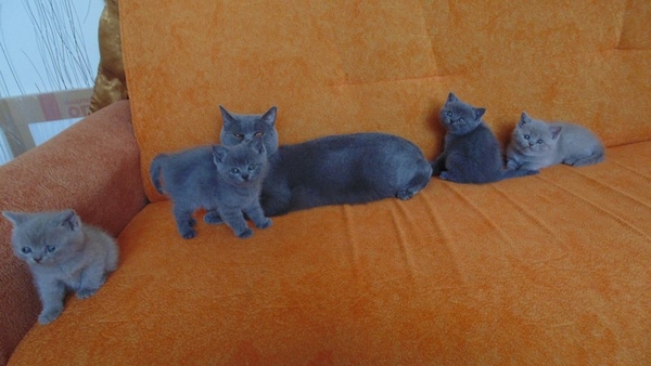 Британские короткошерстные котята. Родители с родословной. 5