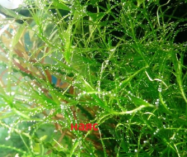 Аквариумные растения,  наборы неприхотливых растений для запуска аквари 6