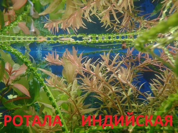 Аквариумные растения,  наборы неприхотливых растений для запуска аквари 8