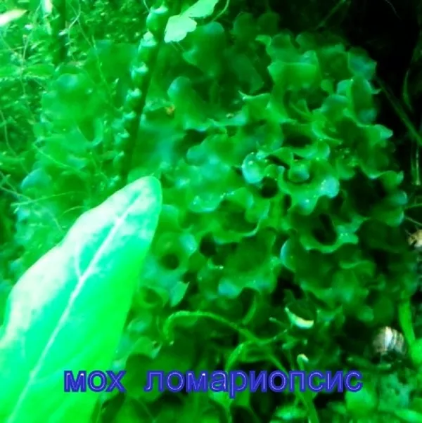 Растения для акваса,  наборы неприхотливых растений для запуска аквари 3