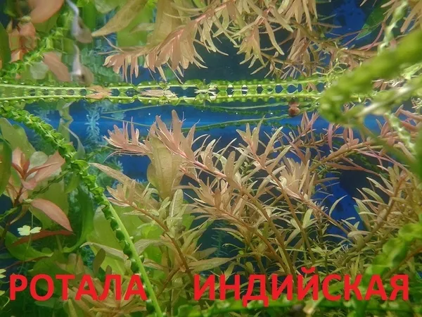 Соберу набор из неприхотливых аквариумных растений. Гуппи алая--красна 19