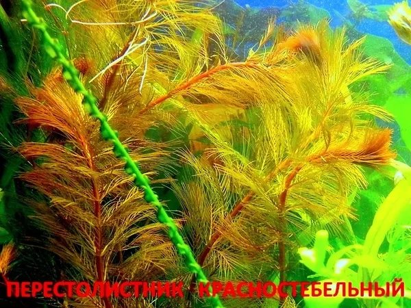 Перестолистник красностебельный -- аквариумное растение и другие... 4