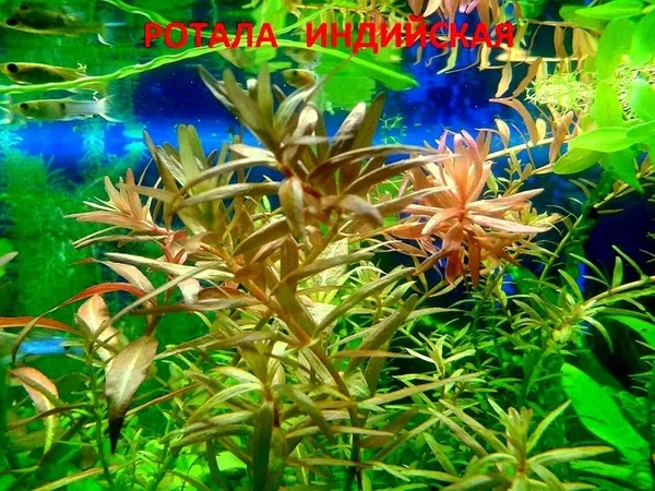 Перестолистник красностебельный -- аквариумное растение и другие... 8