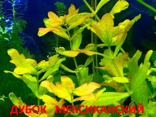 Перестолистник красностебельный -- аквариумное растение и другие... 10