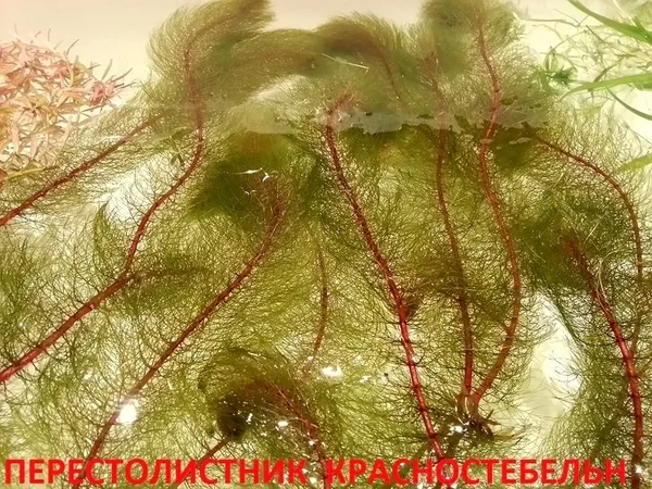 Людвигия ползучая -- аквариумное растение и другие растения... 3