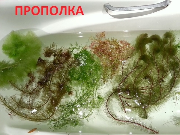 Погестемон октопус -- аквариумное растение и другие... 2
