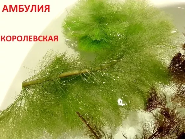 Погестемон октопус -- аквариумное растение и другие растения... 4