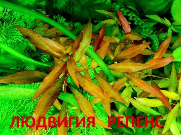 Погестемон октопус -- аквариумное растение и другие растения... 10