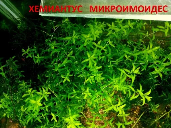 Хемиантус микроимоидес -- аквариумное растение... и  другие растения..