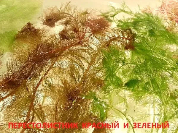 Мох крисмас -- аквариумное растение и другие растения ... 2
