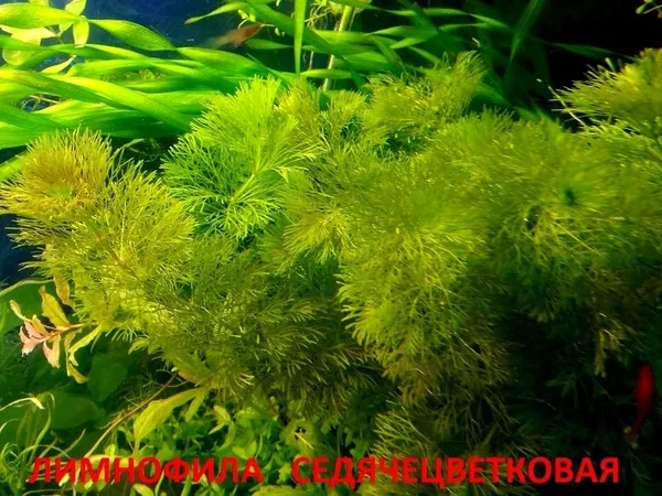 Мох крисмас -- аквариумное растение и другие растения ... 10