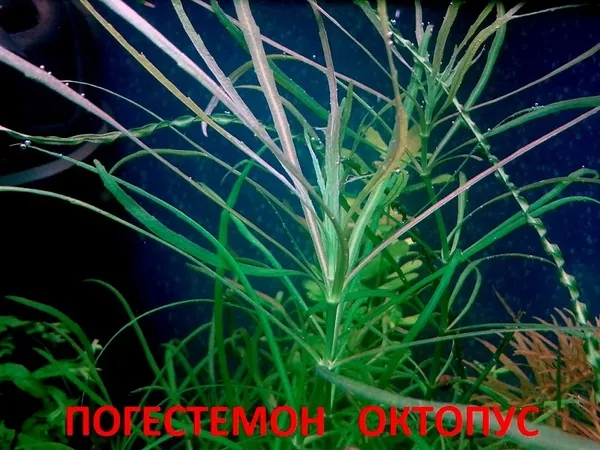 Погестемон октопус -- аквариумное растение и много других...