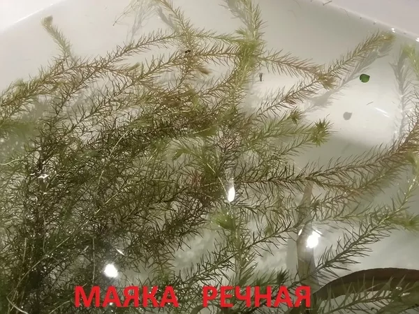 Людвигия ползучая -- аквариумное растение и другие растения. 3