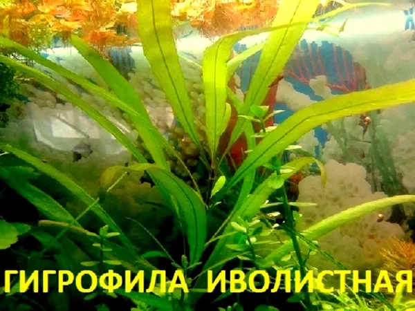 Людвигия ползучая -- аквариумное растение и другие растения. 11