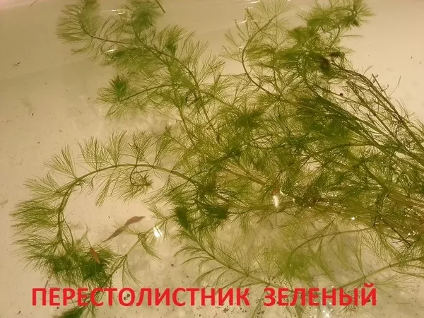 Перестолистник красностебельный -- аквариумное растение и много других 5