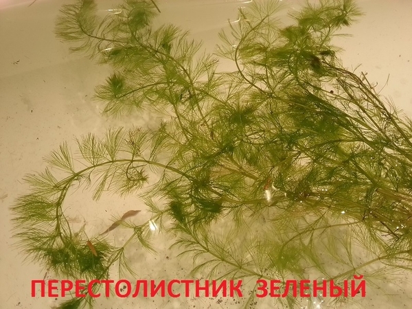 Мох крисмас --- аквариумное растение и много других растений. 5