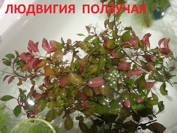 Перестолистник красностебельный --- аквариумное растение и еще. 6