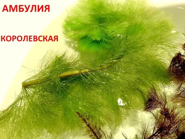 Бакопа австролийская -- аквариумное растение и много разных растений 5