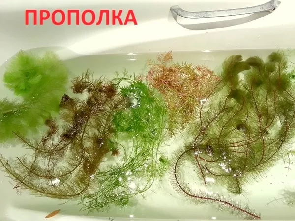 Погестемон октопус --- аквариумное растение и другие растения... 2