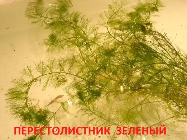 Погестемон октопус --- аквариумное растение и другие растения... 9