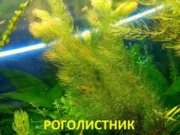 Погестемон октопус --- аквариумное растение и другие растения... 11