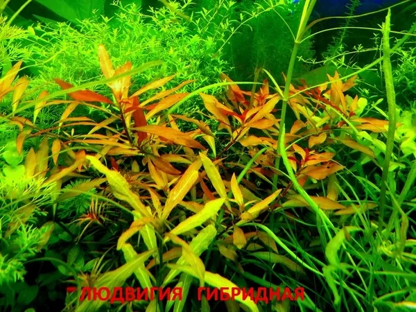 Погестемон октопус --- аквариумное растение и другие растения... 15