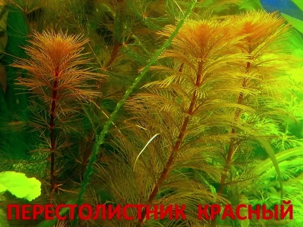 Роголистник -- аквариумное растение,   много разных растений 8
