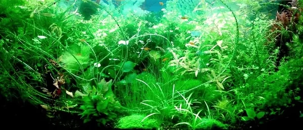 Удобрения( УДО микро,  макро,  калий,  железо ) для аквариумных растений. 9