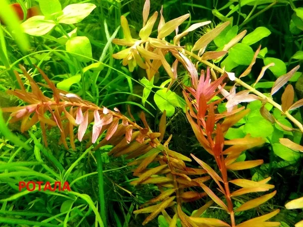 Ротала -- аквариумное растение и много разных растений. 2